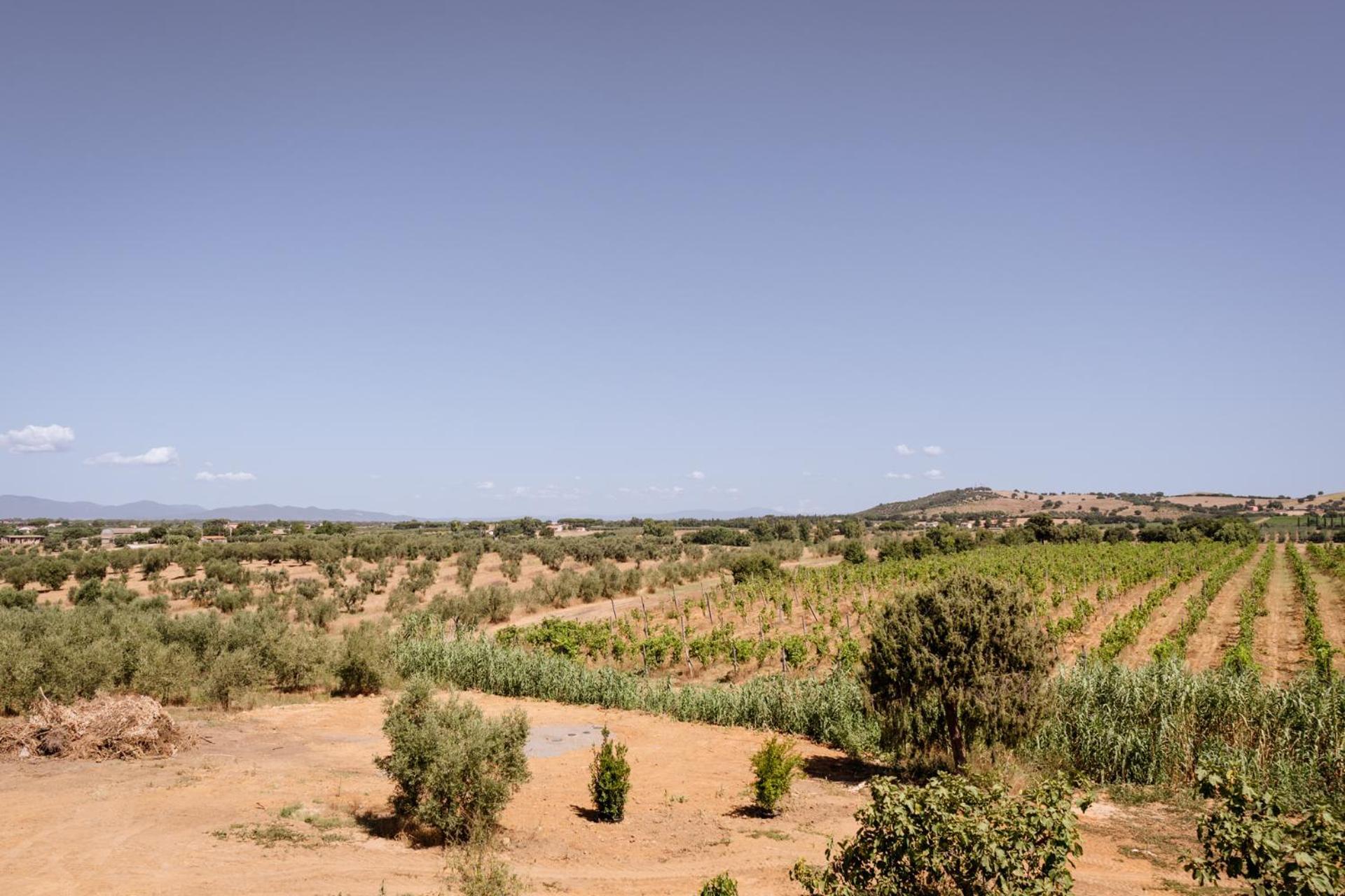 Agriturismo Bio Podere 109 - Wine&Food Alberese Kültér fotó