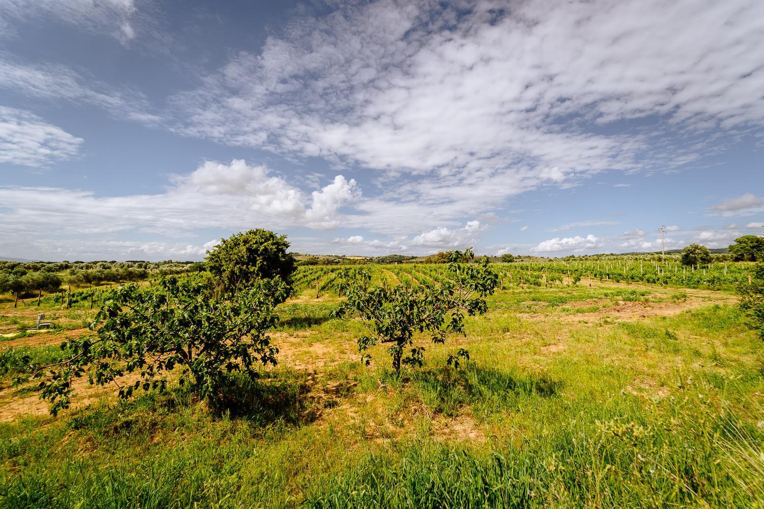 Agriturismo Bio Podere 109 - Wine&Food Alberese Kültér fotó